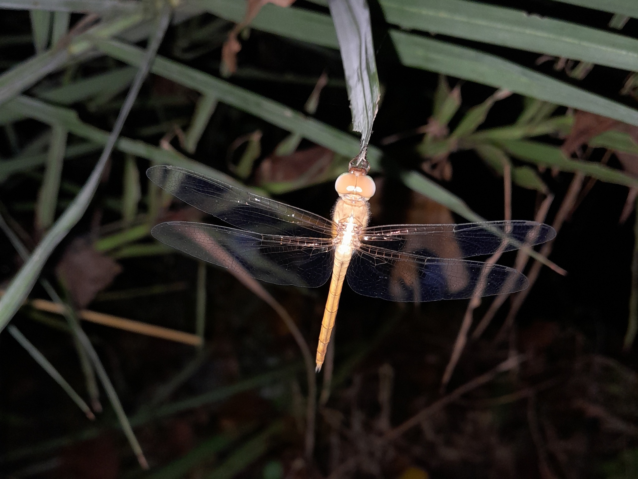 Coral-Tailed Cloudwing