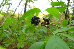 Eleutherococcus sessiliflorus