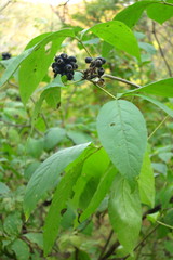 Eleutherococcus sessiliflorus