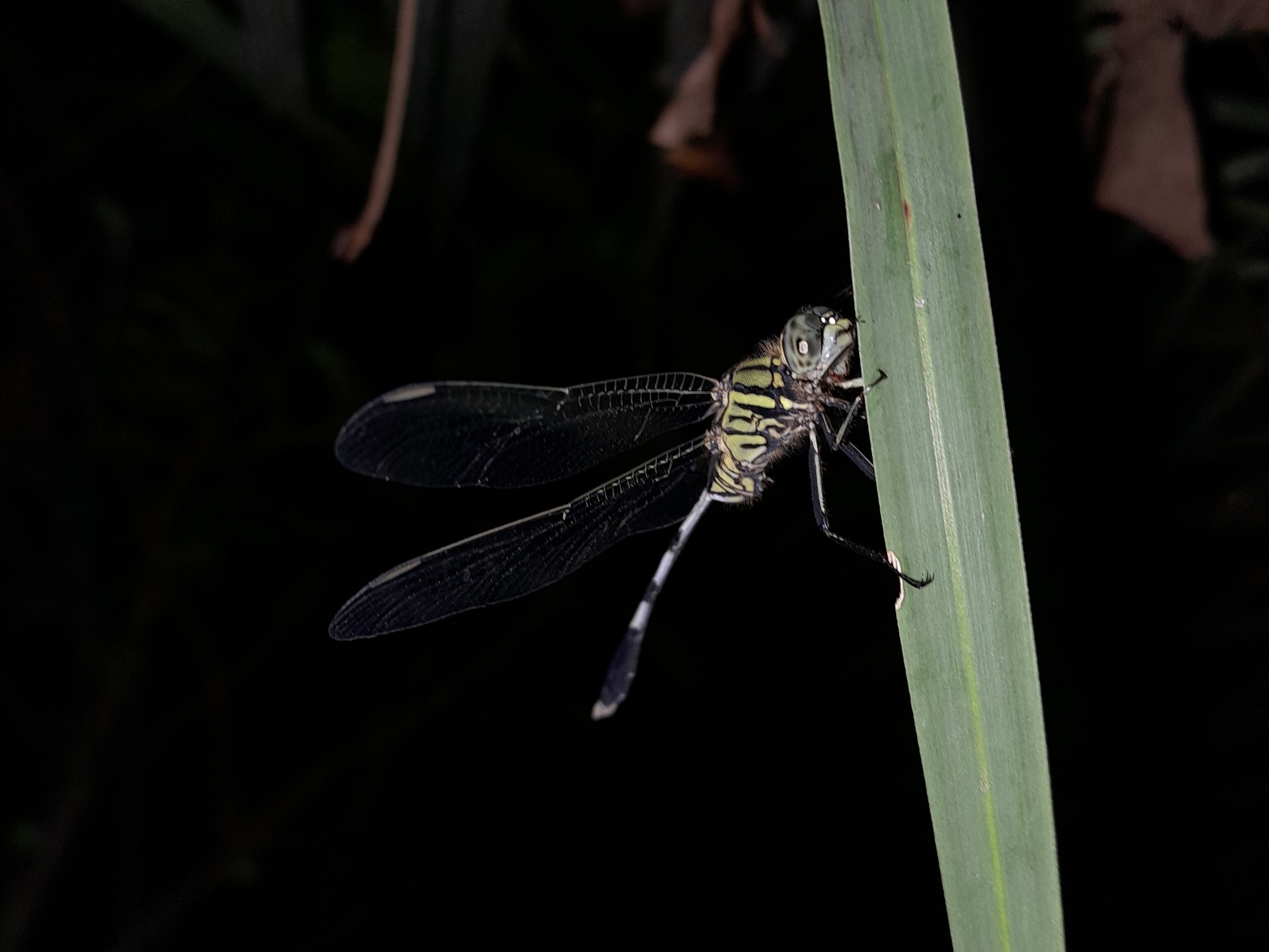 Slender Skimmer