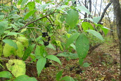 Eleutherococcus sessiliflorus