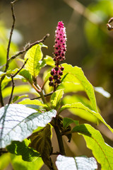 Phytolacca sandwicensis
