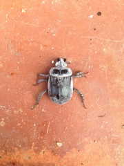 Ceratophyus hoffmannseggi