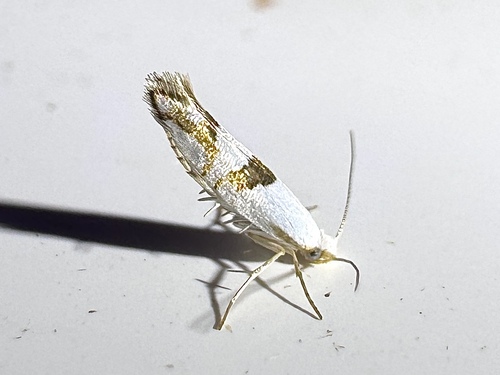 Cherry Shoot Borer Moth photo 5