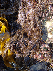 Carpophyllum plumosum