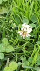 Trifolium repens