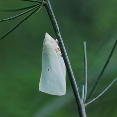 Colgaroides acuminata