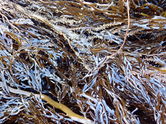 Carpophyllum plumosum