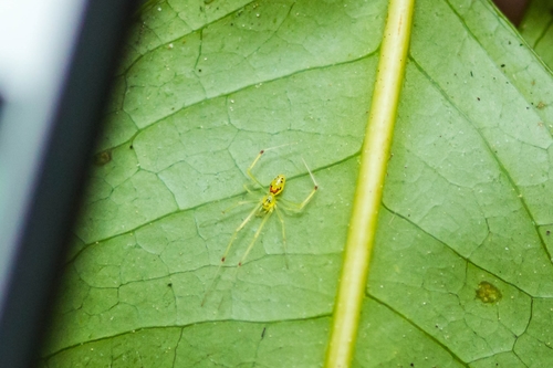 Hawaiian Happy Face Spider photo 3