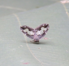 Ricanoptera fenestrata