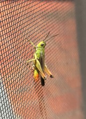 Chorthippus apicalis