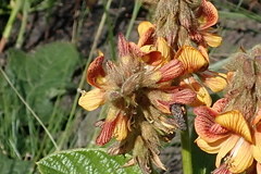 Eriosema umtamvunense