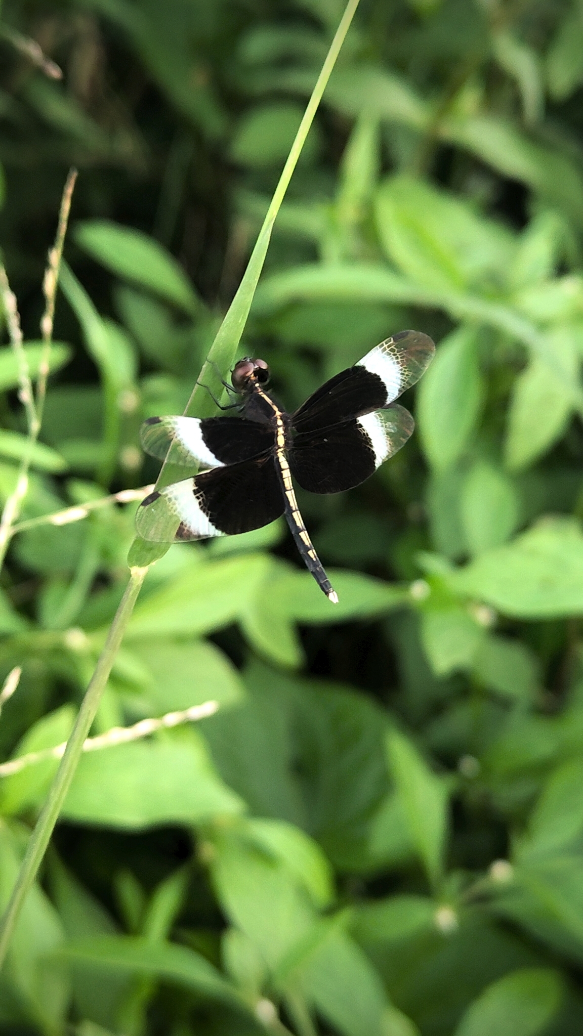 Pied Paddy Skimmer