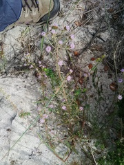 Phyllopodium cephalophorum