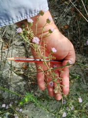 Phyllopodium cephalophorum