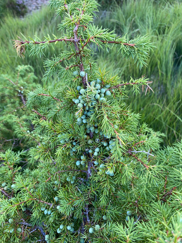 common juniper