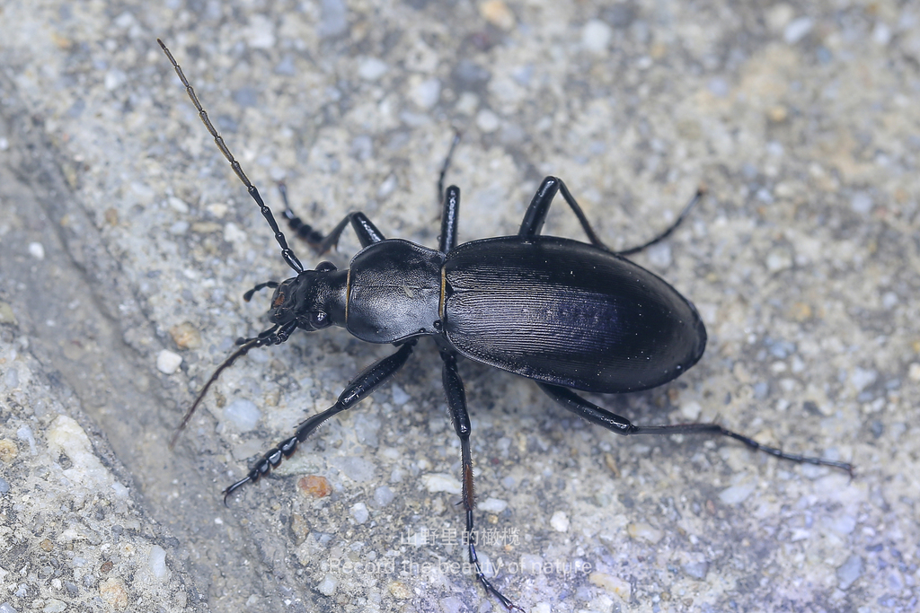 Carabus titanus