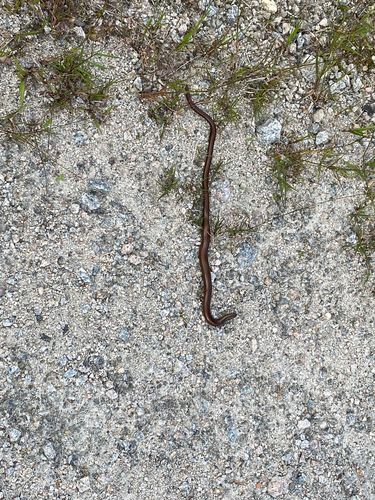Common Slowworm