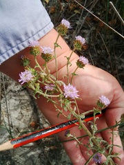 Phyllopodium cephalophorum