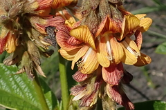 Eriosema umtamvunense