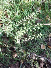 Lepidium virginicum