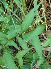 Persicaria