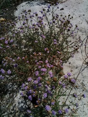 Phyllopodium cephalophorum