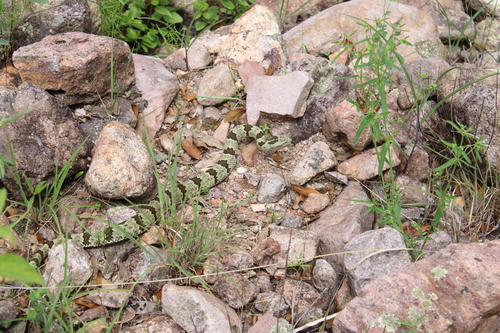 Rock Rattlesnake