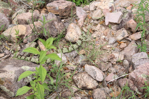 Rock Rattlesnake