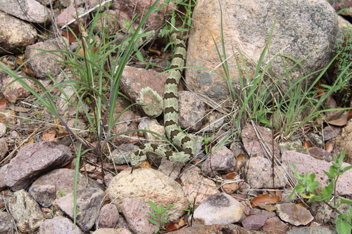 Rock Rattlesnake