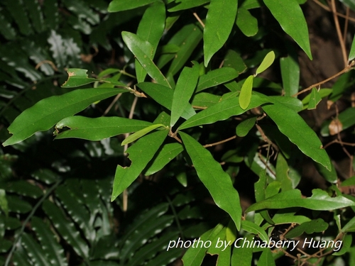 Litsea hypophaea · iNaturalist