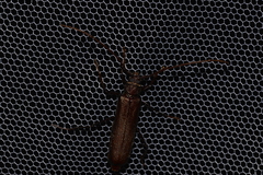 Xystrocera virescens