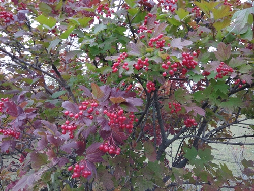 Paprastasis putinas nuotrauka