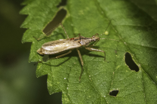Trumpasparnė Skerdblakė nuotrauka