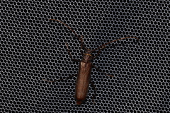 Xystrocera virescens