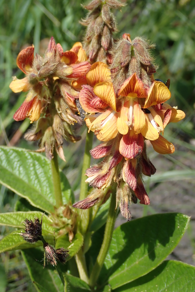 Umtamvuma Eriosema