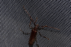 Xystrocera virescens