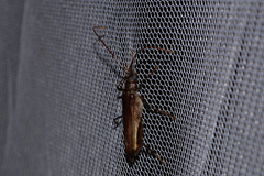 Xystrocera virescens