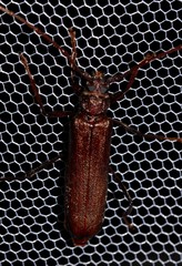 Xystrocera virescens