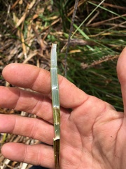 Machaerina articulata