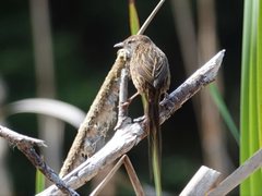 Poodytes punctatus vealeae