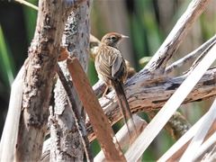 Poodytes punctatus vealeae