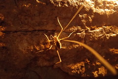 Hadenoecus subterraneus