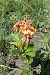 Eriosema umtamvunense