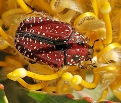Trichostetha capensis capensis