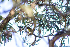 Hemignathus wilsoni