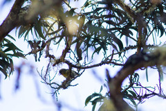 Hemignathus wilsoni