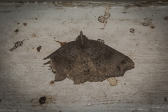 Lithilaria proestans