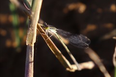 Ischnura aurora