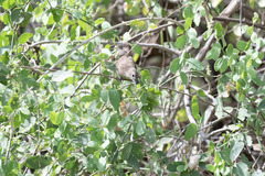 Phyllastrephus strepitans